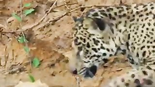 Wild life