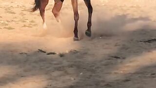 الخيل
