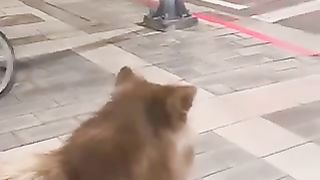 Funny pets