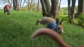 Rabbit movie