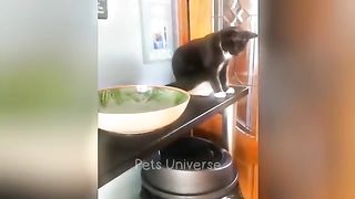 #funny animals ????????????