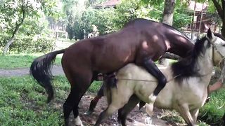 Horses mating on the farm
