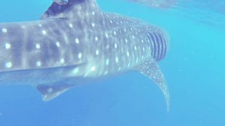 Whale sharks on Bunaken Island