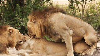 3 Male Lions Go For 1 Lioness!