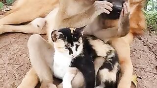 Animals