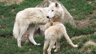 Fascinating Facts About Wolves: Separating Myth from Reality!