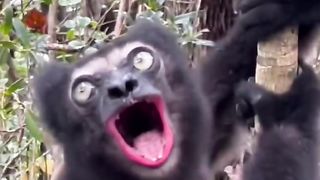 All the amazing clips from the forest video scoops  كل ما هو مثير للدهشة مقاطع من اغرف الفيديوات للغابة