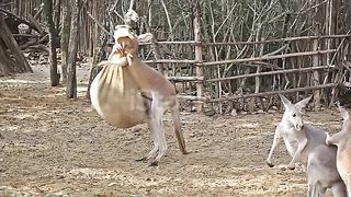 Funniest Animals - Best Of The 2024 Funny Animals Videos #13