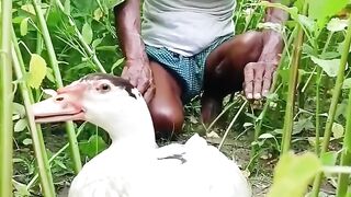 হাঁস ধরে কেমনে_.