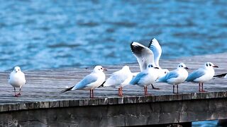 Template Videos of Birds, Seagulls, Waterfowl - adalinetv