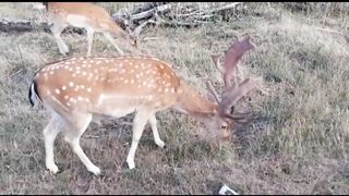 Hungry deer