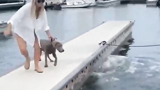 Trying to Subdue the Wild Sea Lion