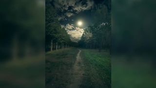Night nature 01
