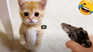 Best Funny Animals 2024 ???? Funniest Cats and Dogs ???????? Part 34