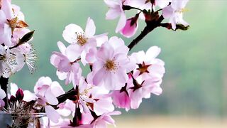 template Videos Blooming, Tree flowers, Spring - adalinetv