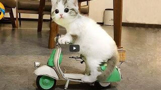 Best Funny Animals 2024 ???? Funniest Cats and Dogs ???????? Part 36