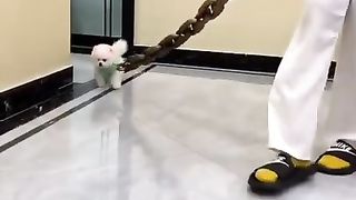 World's Smallest Dog
