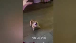 Funny video