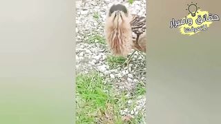 اندر الحيوانات في العالم لو لم تلتقطهم الكاميرات لما كنت لتصدق وجودهم !!!
