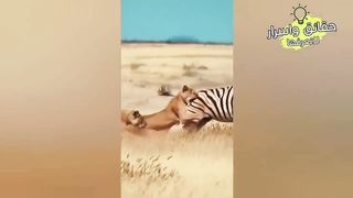 أشرس المعارك الأكثر جنونا على الإطلاق في عالم الحيوان من الصعب تصديقها !!!