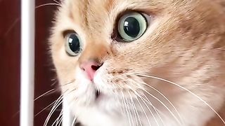 Прикольный кот