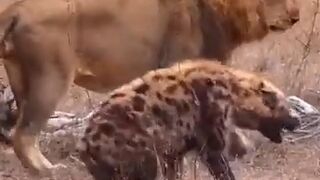 When the king of the jungle gets angry