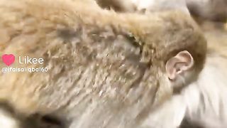 Monkeys video