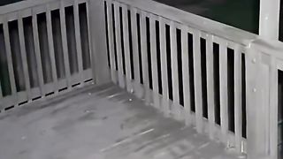 cat running away from wolf
