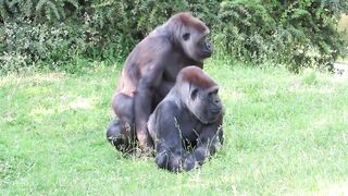 Gorillas haben mating on the farm