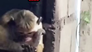 demikanimalofficial AMBIL AJA SEMUA
