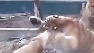 animated