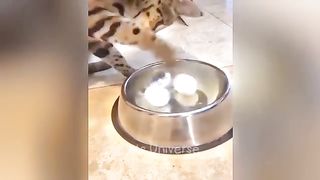 #funny videos ???????????? // #animals comdey scenes
