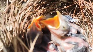 Baby birds