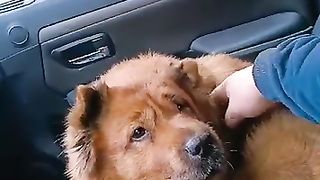 приехала красотка хитропопая