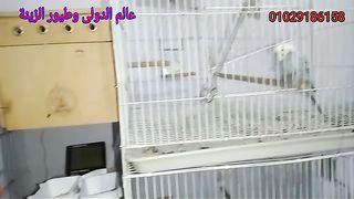 علاج التلييس عند طائر الكوكتيل