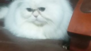 Angry cat