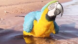 So beautiful super cute capel parrot ????
