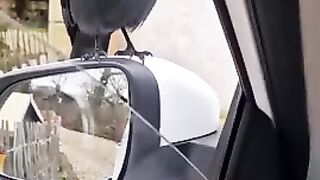 Funny bird and a nut