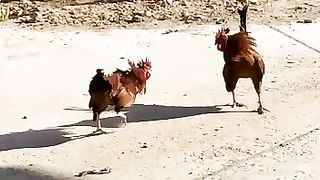 ديوك تلعب