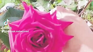 الورد