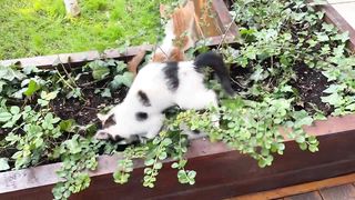 Whiskers and Greens: Two Cats Exploring Plants in Plant basin