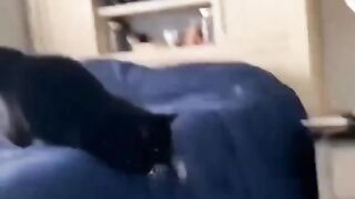 Wrestling techniques from cats