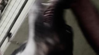 Cute pet