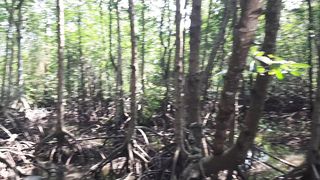 Bontang Mangrove Park