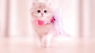Cute cats ????????????