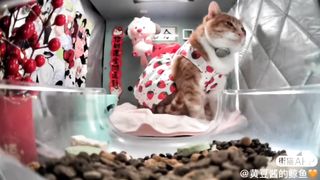 Miss Dress ????????(in a strawberry ????dress)