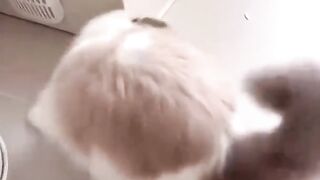 The cat jumps funny