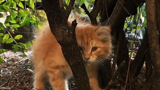Sunshine Cat: A Beautiful Yellow Feline Among Tree Branches