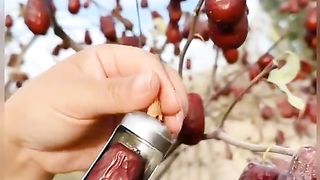 Khajur ke mutale ke khubsurat video