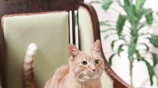 Graceful Cat: Serene Moment on a Chair